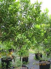 Avocado/Persia americana Lychee/ Litchi chinensis Macadamia nut 